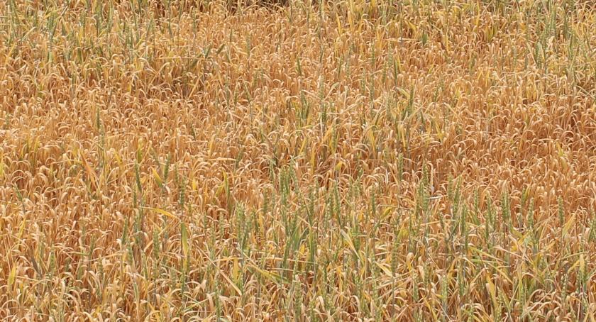 Klęska u rolników. Wójt: Ile będziemy mogli, to tyle damy