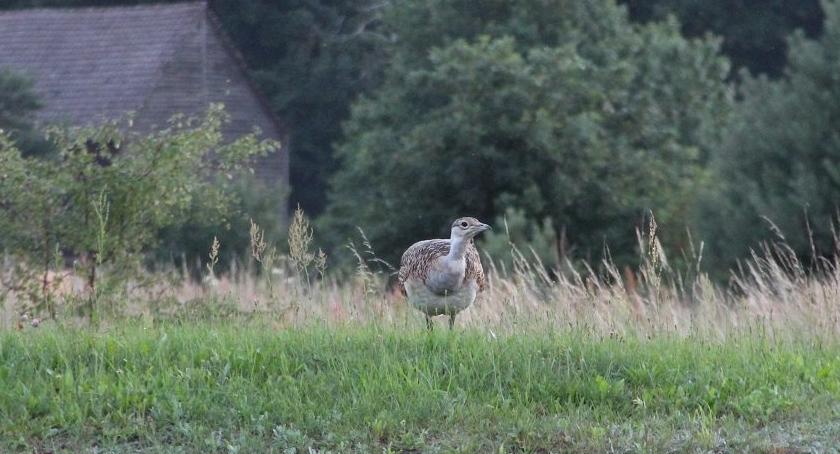 W naszych lasach pojawił się uznany za wymarły gatunek ptaka