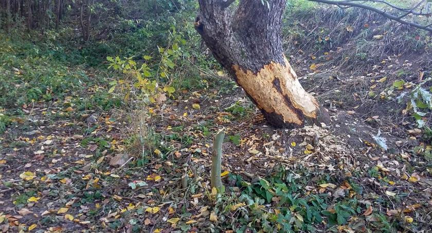Na Świątkach bobry mają się dobrze