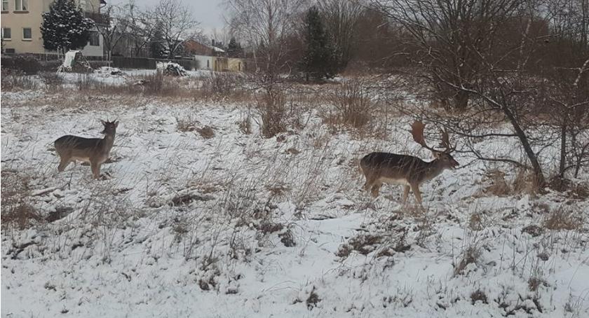 Szczecinek jak Przystanek Alaska. Daniele chodzą po ulicy