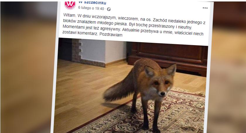 Kto w Szczecinku szuka “młodego pieska”?