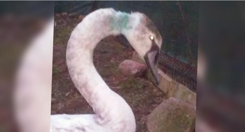 Łabędź, który miał rozszarpaną szyję przebywa w Kobylnicy