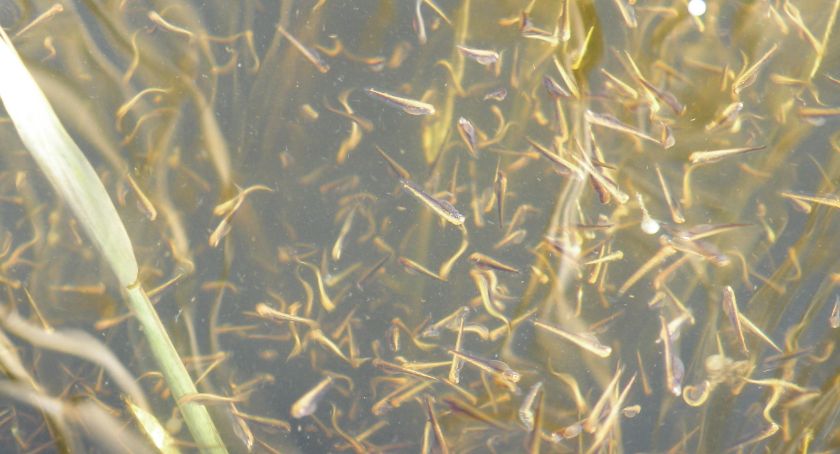 616 tysięcy szczupaków wpadło do Trzesiecka i Wilczkowa