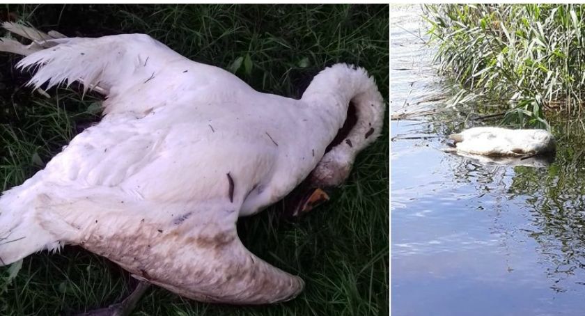 Martwa łabędzica znaleziona w Trzesiecku. Wcześniej zginęło jej potomstwo