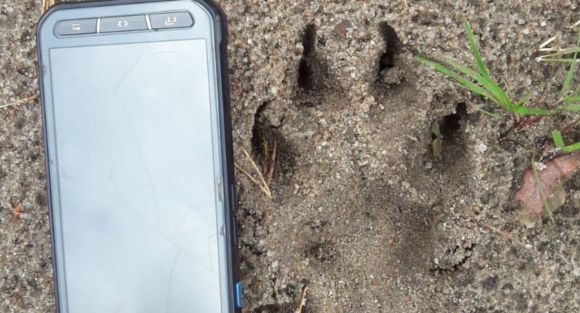 Wilki pod Szczecinkiem. Wilcze tropy znalezione w Nadleśnictwie Czarnobór