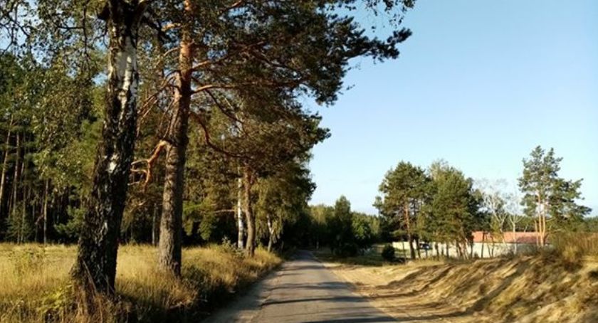 Nowa droga do Dzików, czy stare drzewa? Czytelniczka: Każde drzewo jest cenne, gdy płonie Amazonia!