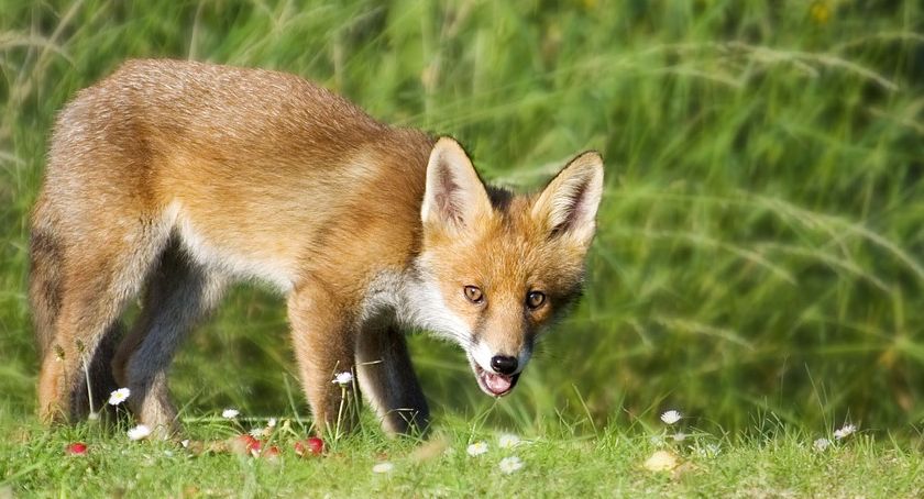 Lis rozgościł na klatce schodowej. Interweniowali strażacy
