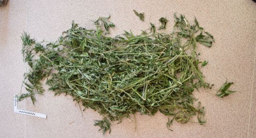 Na grzybobraniu miał znaleźć marihuanę. Wcześniej ukradł poroże jelenia