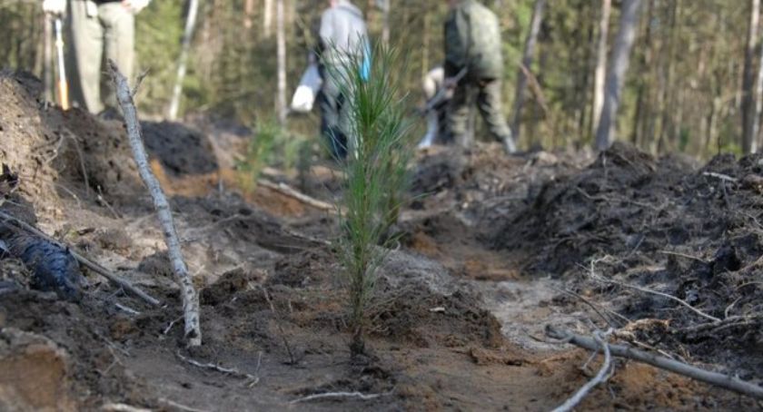 Akcja #SadziMY. Leśnicy rozdają mieszkańcom Szczecinka sadzonki drzew