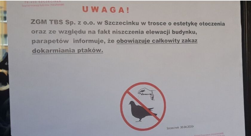 Nie dokarmiać gołębi. Czytelniczka: Czy to jest aż tak ważny problem?