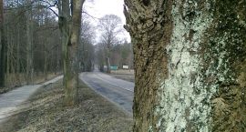 zdjęcie nr 8