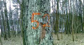 zdjęcie nr 10