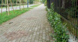 zdjęcie nr 7