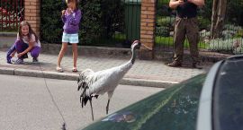 zdjęcie nr 9