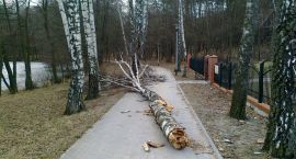 zdjęcie nr 9