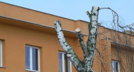 zdjęcie nr 9