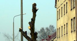 zdjęcie nr 8