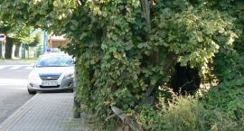zdjęcie nr 7