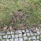 Podsmażane ziemniaczki, kotlet mielony, a do tego kapusta kiszona czy brukselka. Nie...