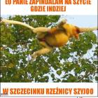 zdjęcie nr 12