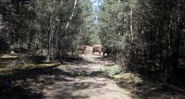 zdjęcie nr 29