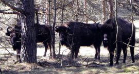 zdjęcie nr 40