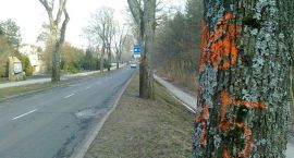 zdjęcie nr 7