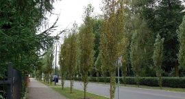 Fotka nr 1 z 9