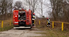 Fotka nr 5 z 6