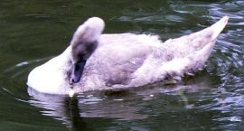 Fotka nr 1 z 7
