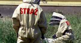 W centrum miasta strażacy walczyli z pszczołami