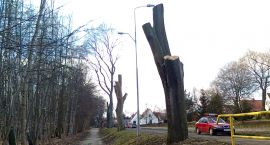 zdjęcie nr 11