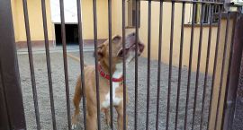 Simens - to pitbull rednos