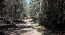 zdjęcie nr 34