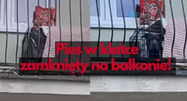 Klatka, balkon. Sposób na wielkiego psa w bloku