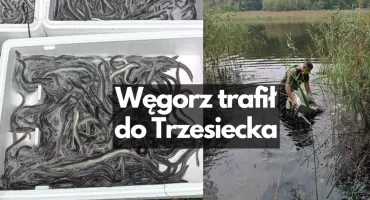 Prawie tona węgorza w okolicznych jeziorach