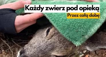Całodobowa pomoc dla zwierząt. Od teraz