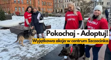 Adoptuj pieska ze schroniska. Akcja na ulicach Szczecinka