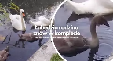 Wielogodzinne poszukiwania na jeziorze. Zagubiony łabędź znów z rodziną