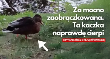 Za mocno zaobrączkowana. Ta kaczka naprawdę cierpi