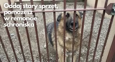 Elektrośmieci pomogą naszym zwierzętom ze schroniska