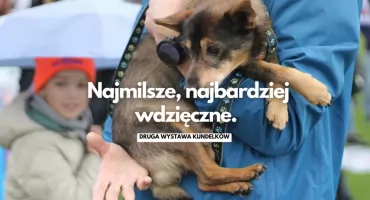 Kundelki znów w centrum uwagi. Druga wystawa tych psów w Szczecinku