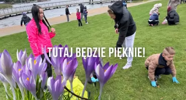 Tysiące krokusów przed zamkiem. Wielkie sadzenie, efekty na wiosnę