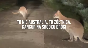 To nie Australia, to Żółtnica. Wprost przed maskę wyskoczył… kangur
