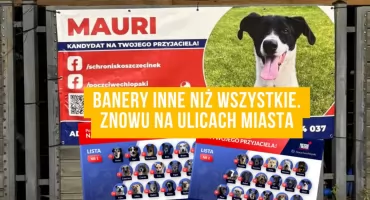 Kandydat na Twojego przyjaciela. Rusza kolejna edycja wyjątkowej akcji adopcyjnej