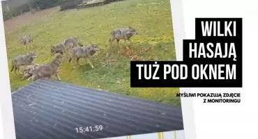 Spacer wilczej watahy przy domu. Teraz to już normalna sprawa?
