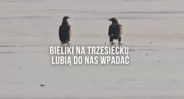Drapieżne orły na Trzesiecku. Jest ich coraz więcej