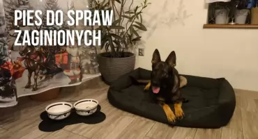 Zara na tropie. Szczecinecka policja ma psa do najtrudniejszych spraw